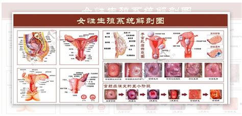 女人生殖器|解剖学高清图谱 女性生殖系统